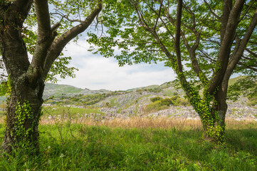 5月の柔らかな光と緑の平尾台【福岡県】