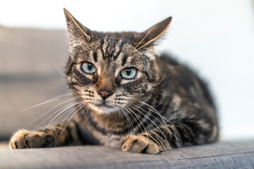 A gray and white domestic cat with blue eyes on a beautiful sofa in a home. Man's best friend, best animal, precious cat