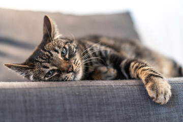 A gray and white domestic cat sleeping on top of a beautiful sofa in a home. Man's best friend, best animal, precious cat