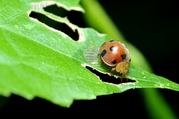 Nature close up of ladybug in green leaves image stock