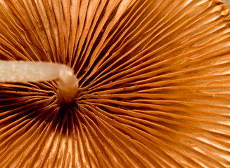 Bottom of mushroom