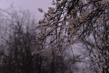 Obraz na płótnie Canvas prunus armeniaca flowers in the snow. abnormal phenomenon in spring season