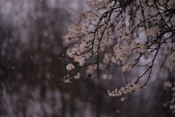 prunus armeniaca flowers in the snow. abnormal phenomenon in spring season