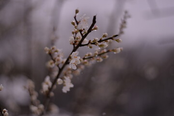 prunus armeniaca flowers in the snow. abnormal phenomenon in spring season