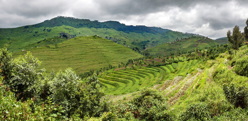 Newly constructed terraces in Rwanda (Gishwati forest area), to combat erosion. In the background villages perched against the hills - obrazy, fototapety, plakaty