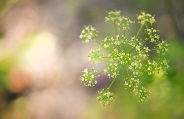 Wild flowers in the field