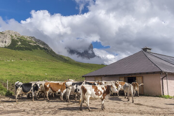 Obraz premium cows on the farm