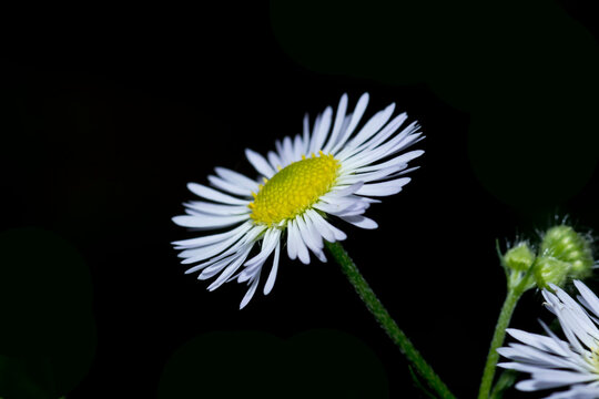 white daisy fleabane on black background