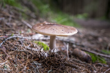 mushrooms in the forest