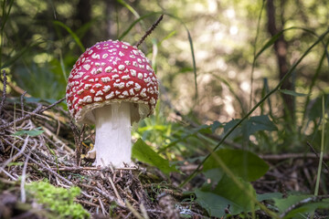 red mushroom in the forest