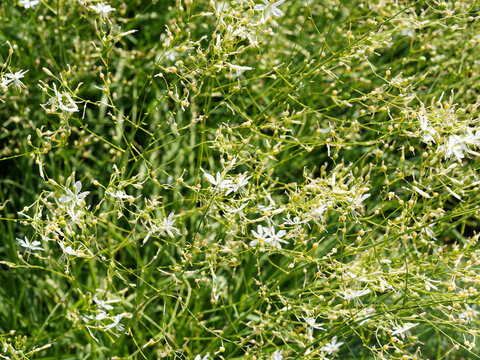 (Anthericum ramosum) Phalang&egrave;re ramifi&eacute;e ou anth&eacute;ricum rameux aux panicules de fleurs blanches, au feuillage lin&eacute;aire et lisse sur des tiges souples et l&eacute;g&egrave;res