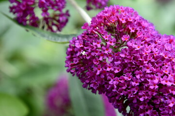 Butterfly Bush Cluster and White Spider