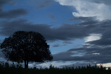 tree in the sky