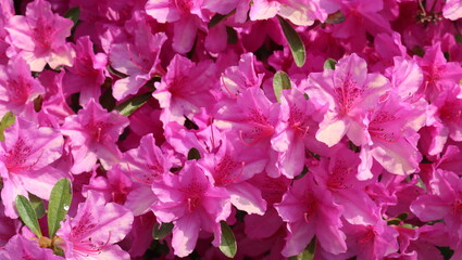 pink flowers
