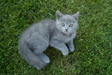 Naklejka na ściany i meble cute little gray cat kitten british on a background of green grass in summer