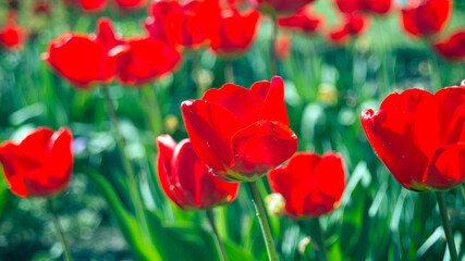 Fototapeta na wymiar Group of red tulips in the park. Spring landscape