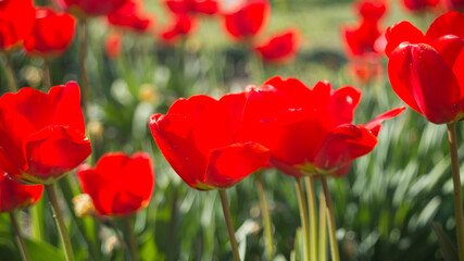 Obraz premium Group of red tulips in the park. Spring landscape
