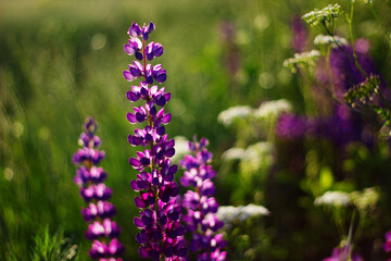 Fototapeta premium Nature floral background. Purple Lupin flowers close-up. Lilac lupines in the field. Flower field.