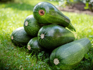 Bunch of fresh straight from the local farmer's garden green zucchini lying on a grass. Organic raw squash or courgette perfect ingridient for vegan food or traditional italian cuisine.