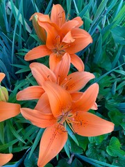 orange tiger lilies