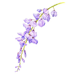 Fototapeta na wymiar watercolor drawing flower of wisteria