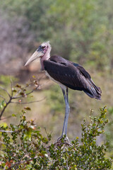 Marabou Stork (Leptoptilos crumenifer)  - Zimbabwe