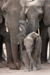 Fototapeta na wymiar Baby Elephant - Kalahari Desert - Botswana