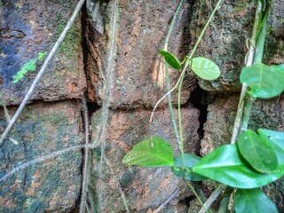 green leaf on the stone