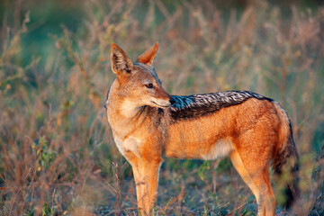 Black-backed Jackal - Botswana