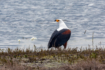 African Fish Eagle by the Chobe River in Botswana, Africa.