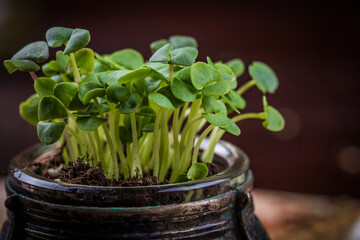 Close up of small jar with basil microgreen sprouts. Healthy eating, diet vegan food background. Focus on sprouts.