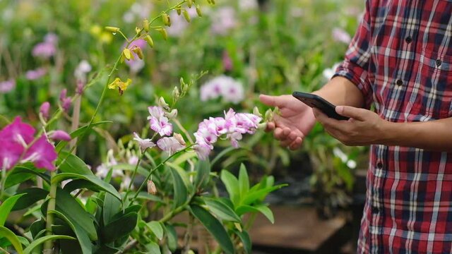 Asian farmer working in orchid farm and notes the information on the smartphone to track the growth of orchids.