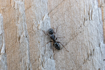 black ant on wooden fence post macro close up