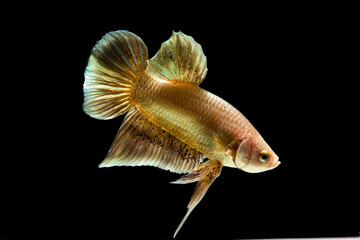 Obraz premium Fighting fish are colorful pets,select focus.