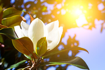 Blooming magnolia close up. © Elena Blokhina