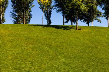 Trees against the sky. Beautiful summer landscape in the park. Green lawn.