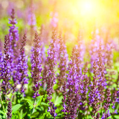 Naklejka premium Beautiful lilac lavender flowers close-up.