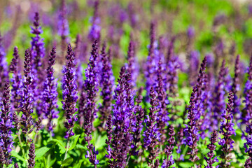Fototapeta premium Beautiful lilac lavender flowers close-up.