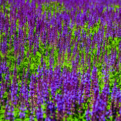 Beautiful lilac lavender flowers close-up.