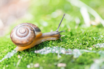 snail creeps on moss