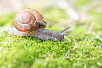 little snail creeps on moss