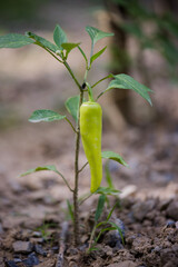A Hot Banana Pepper growing on the plant. It is also known as the yellow wax pepper or banana chili pepper. They are good sources for Vitamin C and Vitamin B6.