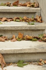 autumn, wall, nature, leaves, texture, leaf, stone, wood, fall, old, green, wooden, tree, brick, plant, natural, brown, season, garden, pattern, abstract, stairs, forest.