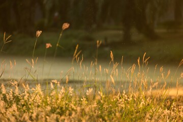 Closeup shot of plants and flowers under the bright light of the sun in the golden hour © Neilstha Firman/Wirestock