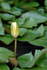 Obraz na płótnie Canvas Lotus Bud
