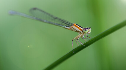 colorful damselfly resting on a green leaf, macro photography of this small Odonata, like the...