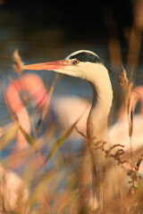 Grey Heron Portrait in the reeds of the Camargue.