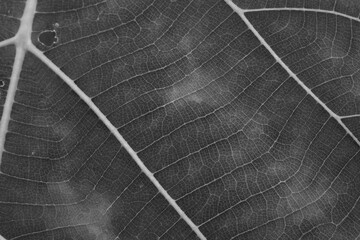 dry black and white leaf texture