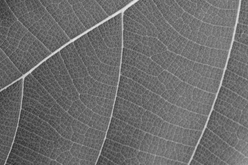 Obraz premium dry black and white leaf texture