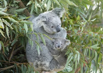 Fotobehang Koalababy op de rug van de moeder. © Yori Hirokawa